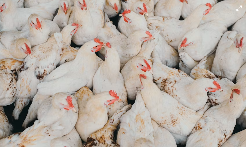 Jangan Sampai Keliru, Ini Cara Menyembelih Ayam yang Benar Sesuai Standar Halal
